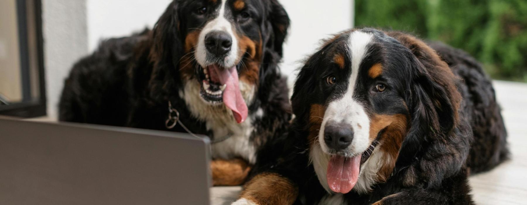 a couple of dogs lying on the floor looking at a laptop