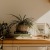bureau top decorated with potted plants, books and framed pictures