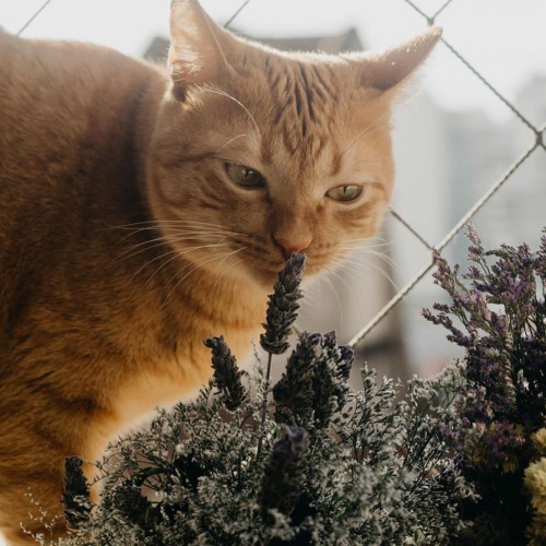 a cat smelling a plant